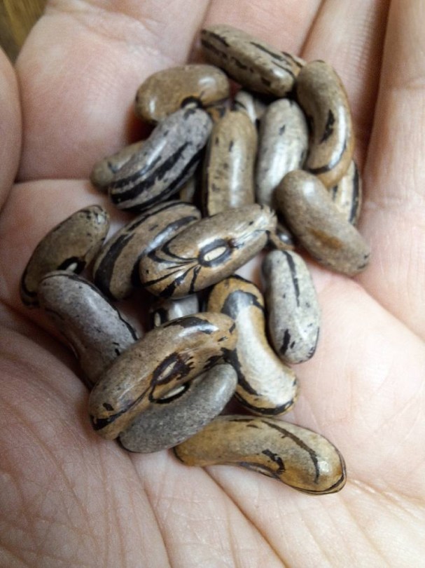 Hanna Hank futóbab, Phaseolus vulgaris, hüvelyes